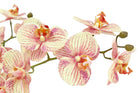 Orange Phalaenopsis orchid arrangement for home decor