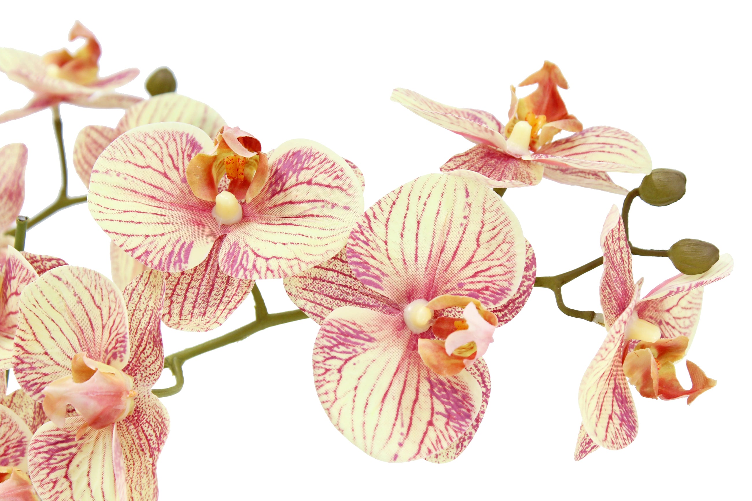 Orange Phalaenopsis orchid arrangement for home decor