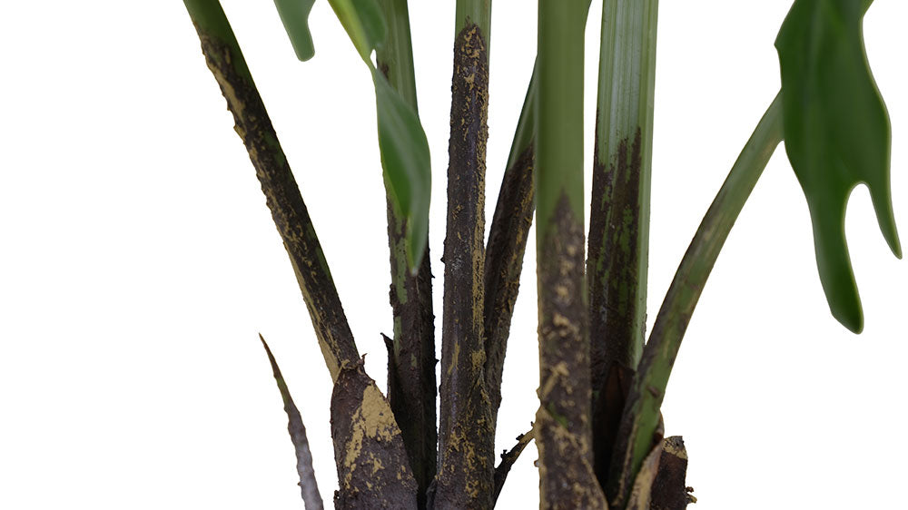 fake philodendron leaves Faux Potted Philodendron Plant, 3 ft