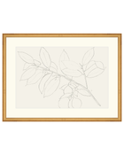 Lemon Branch Drawing