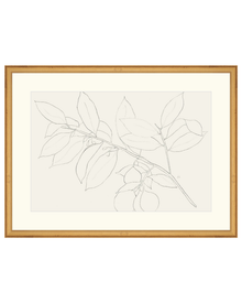 Lemon Branch Drawing