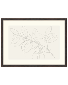 Lemon Branch Drawing
