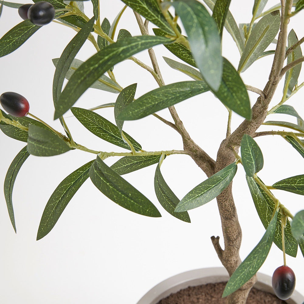 Hand-painted trunk olive tree in textured pot close-up