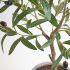 Hand-painted trunk olive tree in textured pot close-up