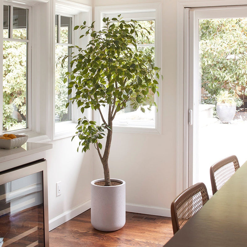 Tall Artificial ficus with realistic branches and leaves