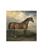 Stallion