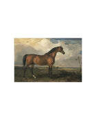 Stallion