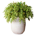 Faux Plant Linden Dilatatum Stem 17" Tall