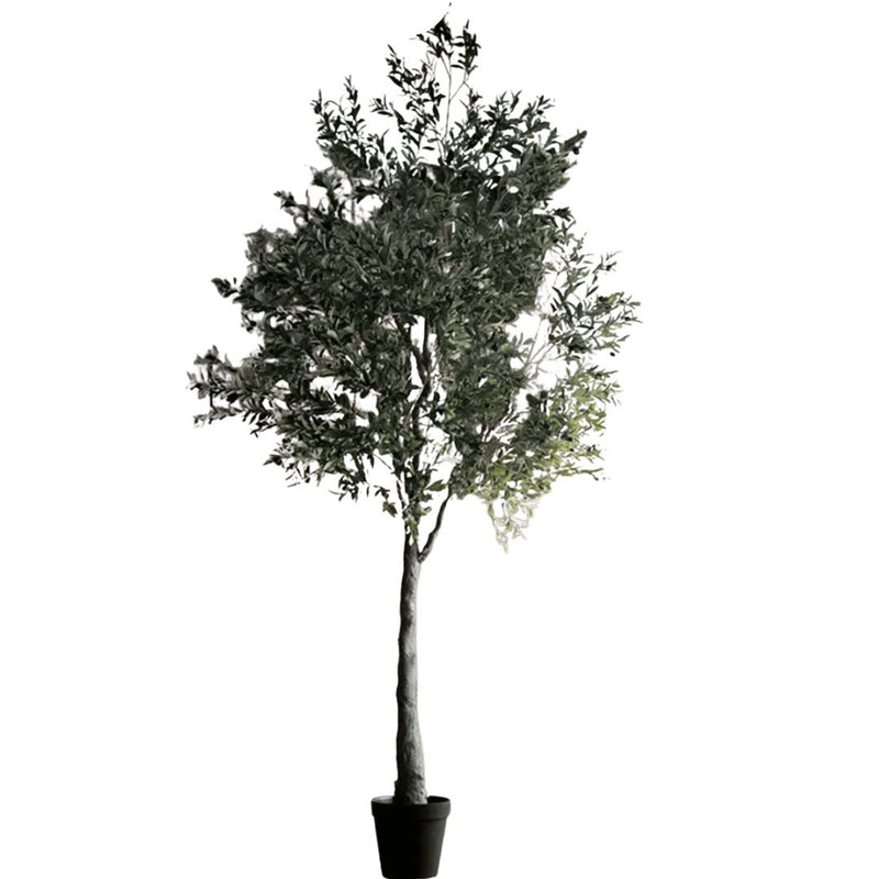 Extra Large Tall Olive Tree 118" Tall