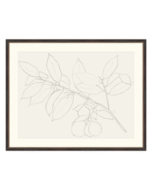 Lemon Branch Drawing