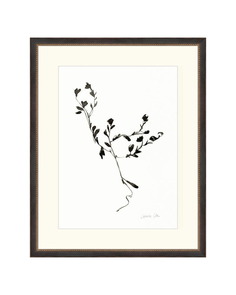 Sketched Botanical