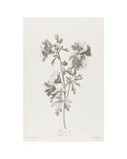 Floral Drawing