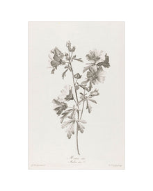 Floral Drawing