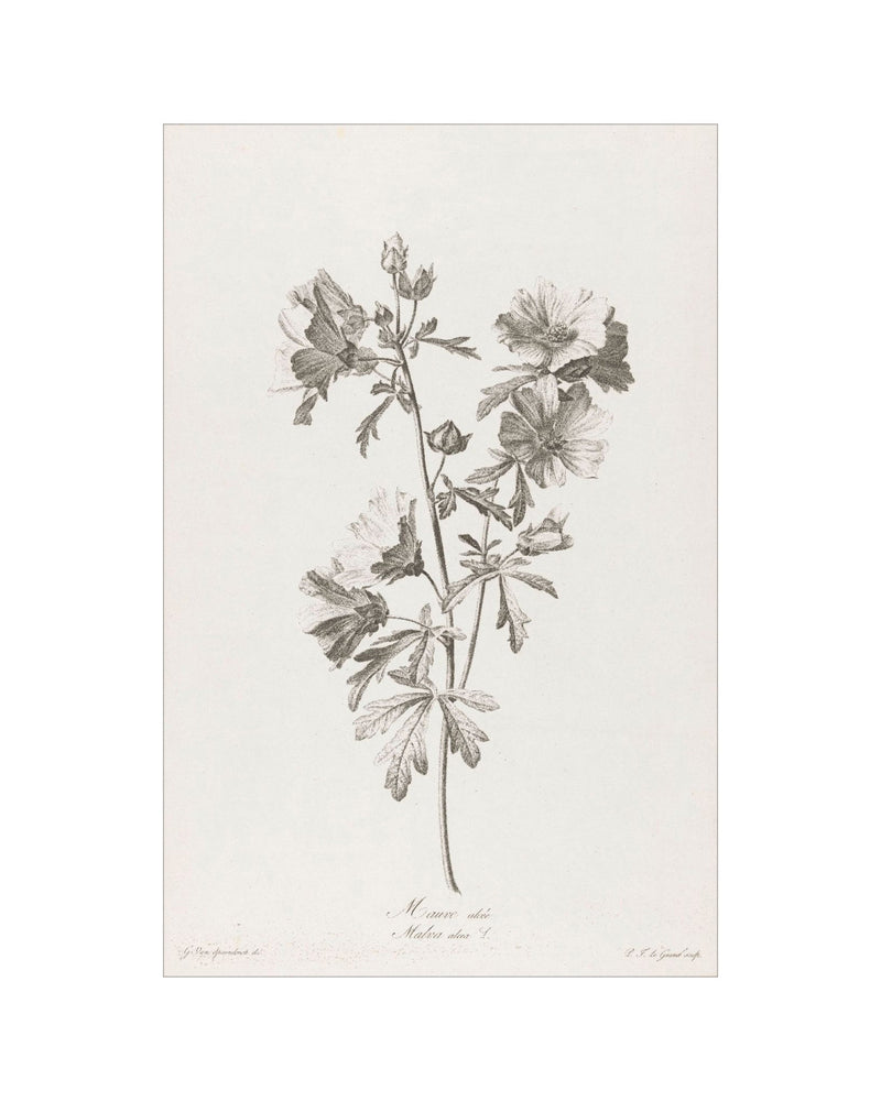 Floral Drawing