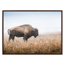 Sylvie American Bison Buffalo in Prairie Grass Framed Canvas by Warren Metcalf