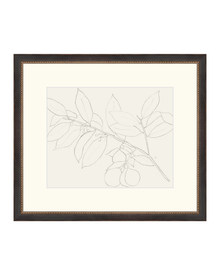 Lemon Branch Drawing