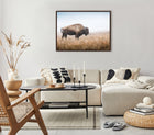Sylvie American Bison Buffalo in Prairie Grass Framed Canvas by Warren Metcalf
