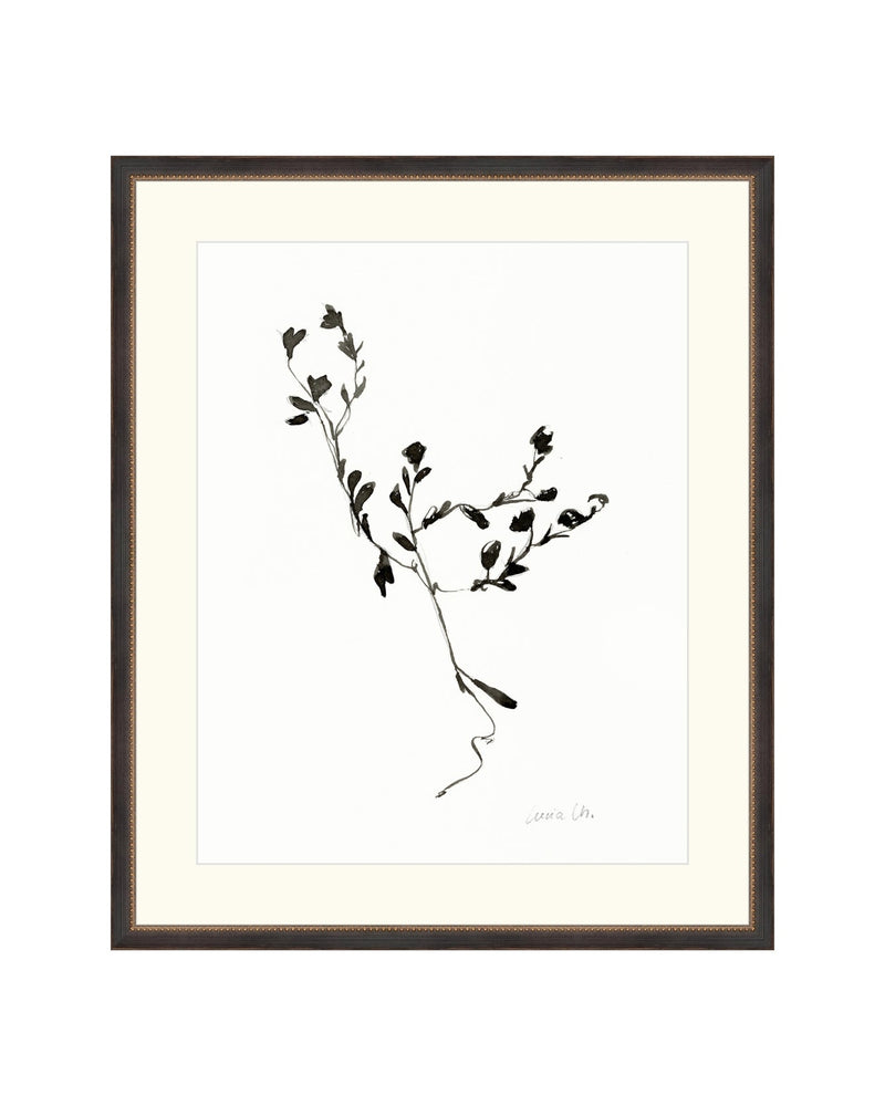 Sketched Botanical