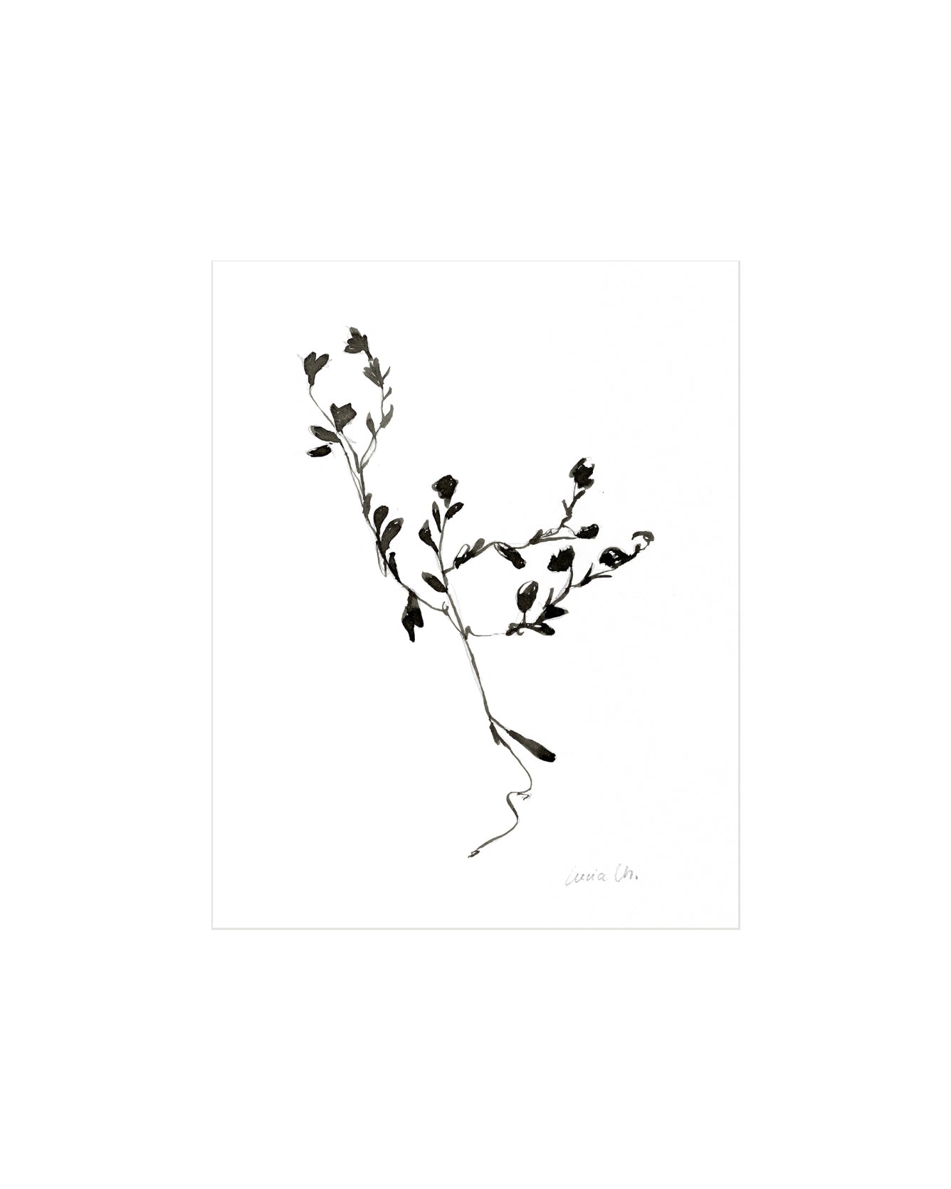 Sketched Botanical