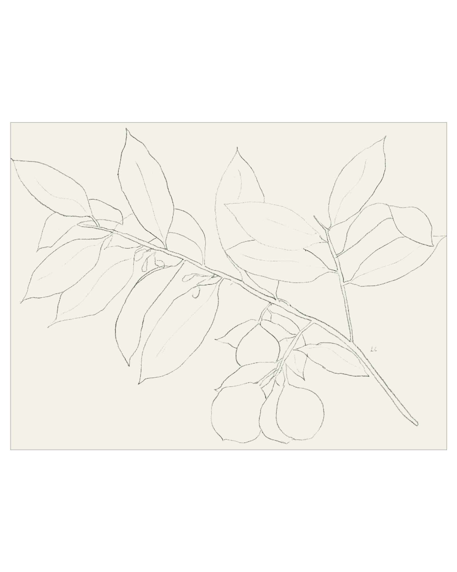 Lemon Branch Drawing