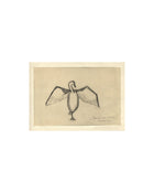 The Great Cormorant