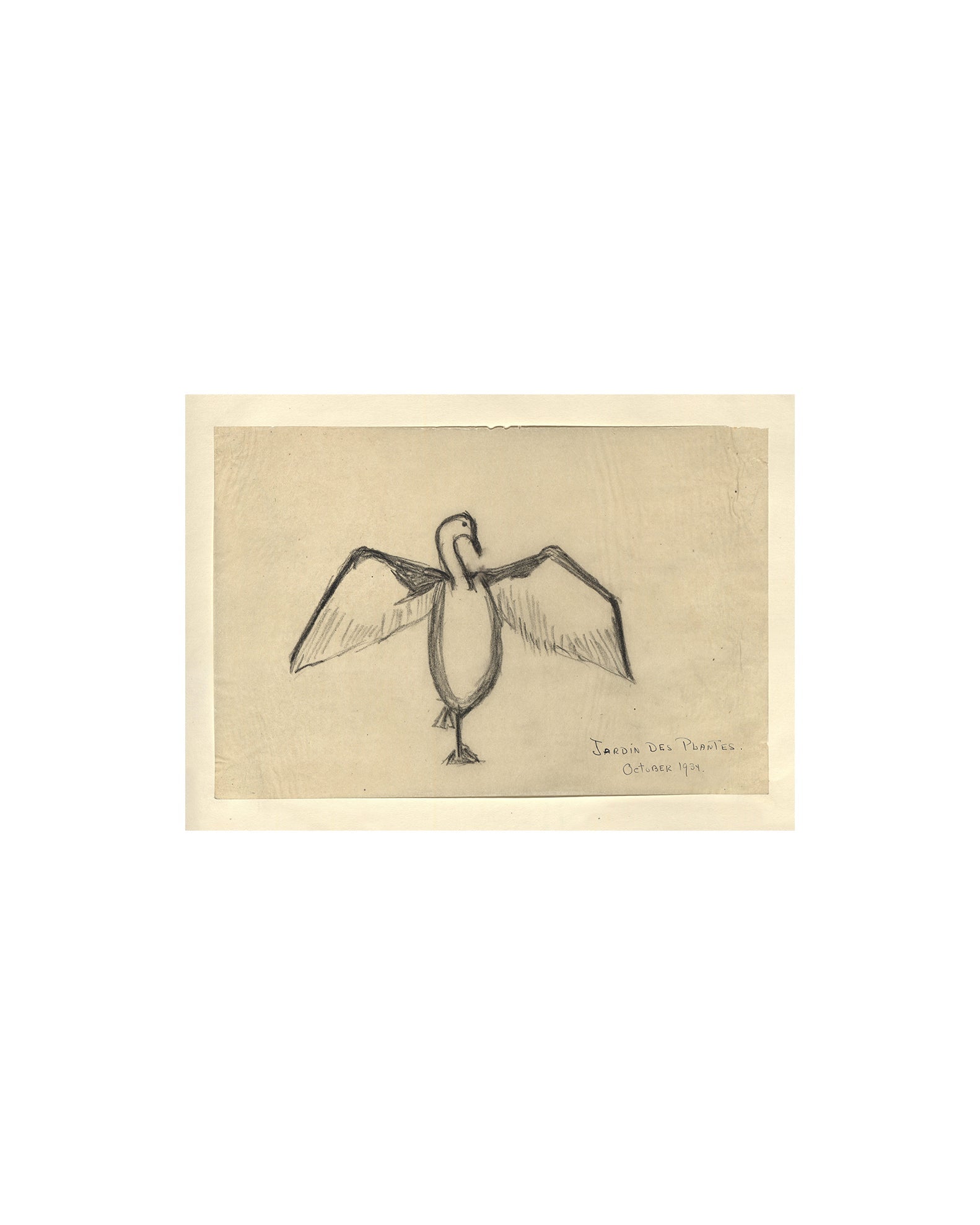 The Great Cormorant