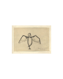 The Great Cormorant