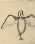 The Great Cormorant