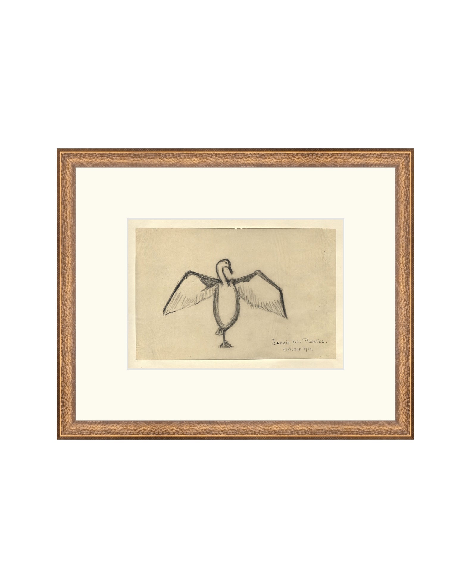 The Great Cormorant
