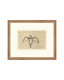 The Great Cormorant