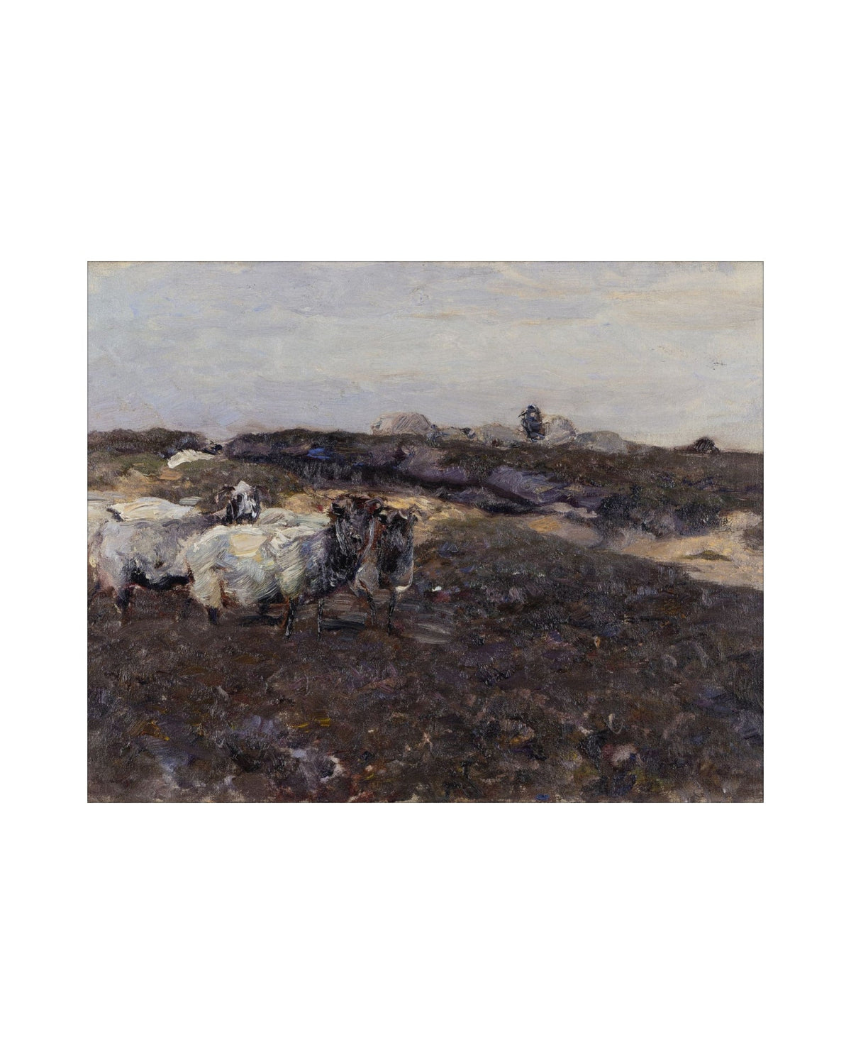 Sheep Flock
