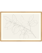 Lemon Branch Drawing