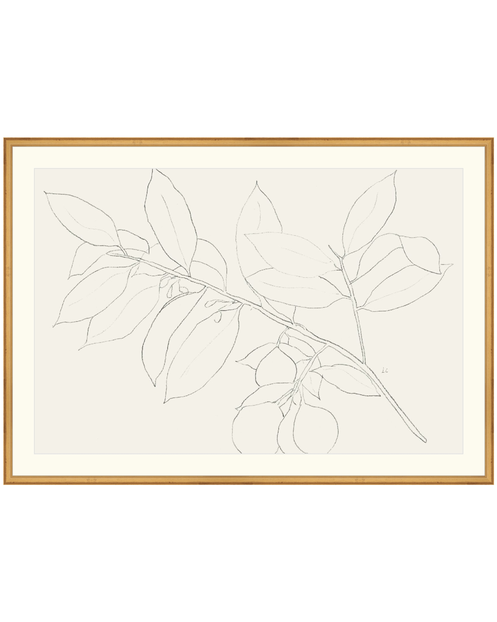 Lemon Branch Drawing