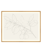 Lemon Branch Drawing