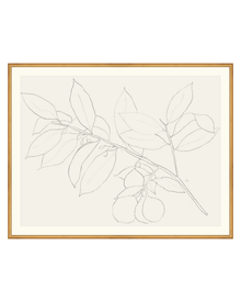 Lemon Branch Drawing