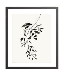 Botanical Ink Study II