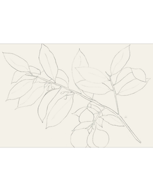 Lemon Branch Drawing