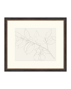 Lemon Branch Drawing