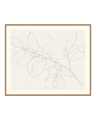 Lemon Branch Drawing