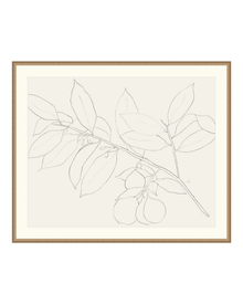 Lemon Branch Drawing