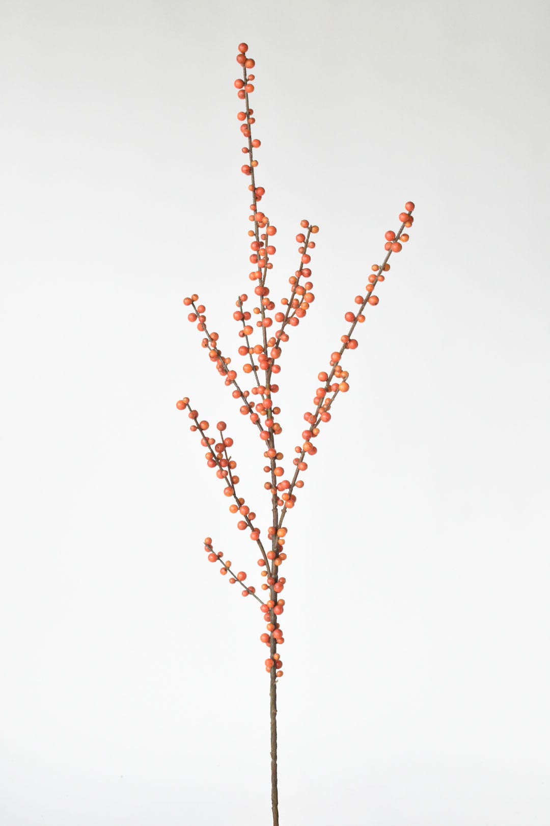 Orange Berry