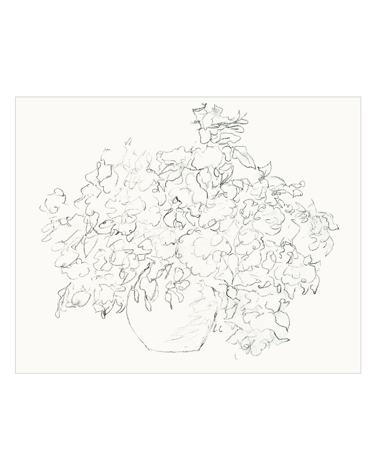 Vase of Flowers Sketch