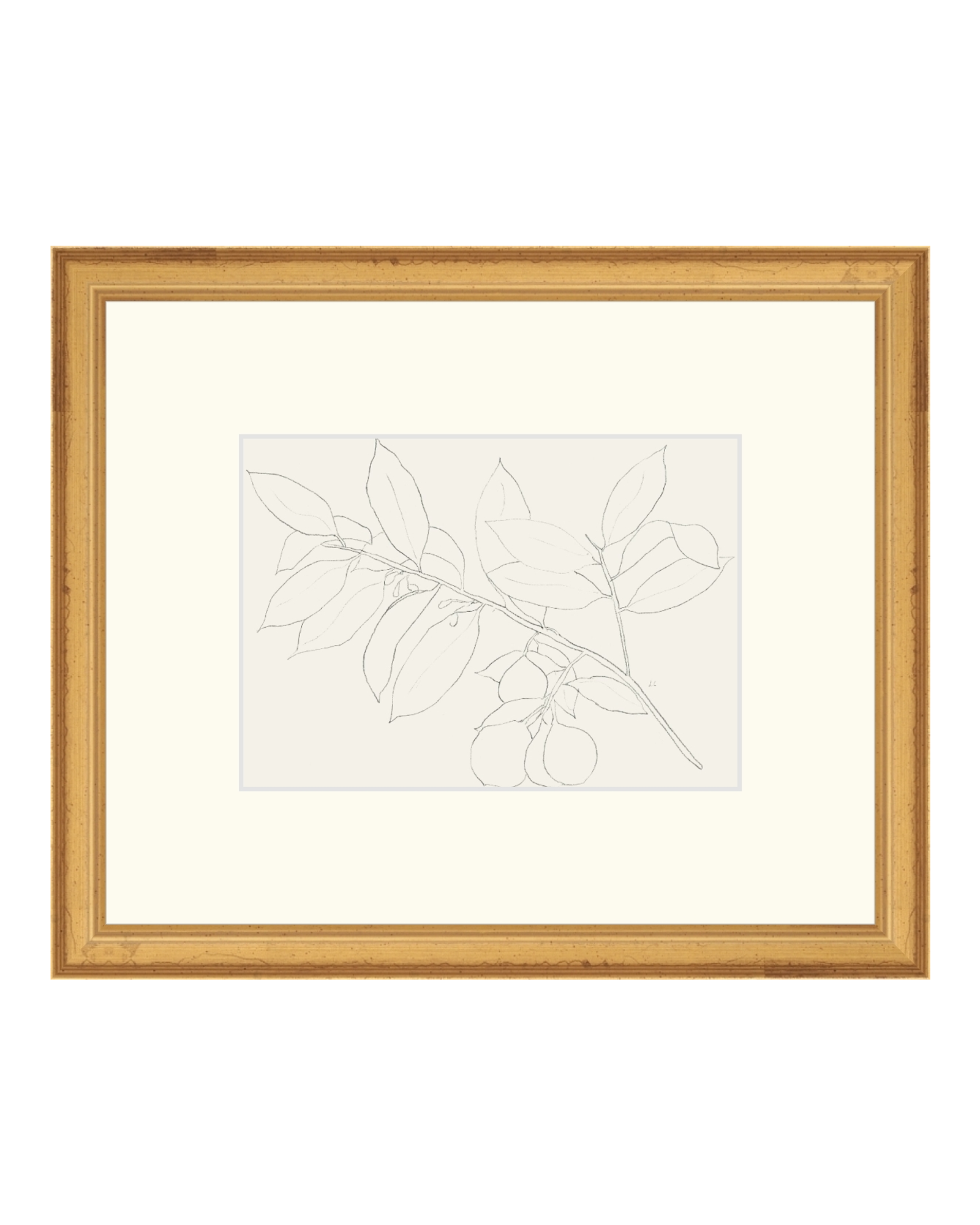 Lemon Branch Drawing