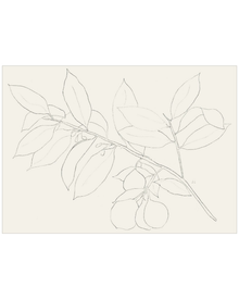 Lemon Branch Drawing