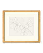 Lemon Branch Drawing