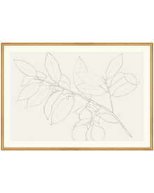 Lemon Branch Drawing