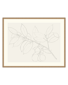 Lemon Branch Drawing
