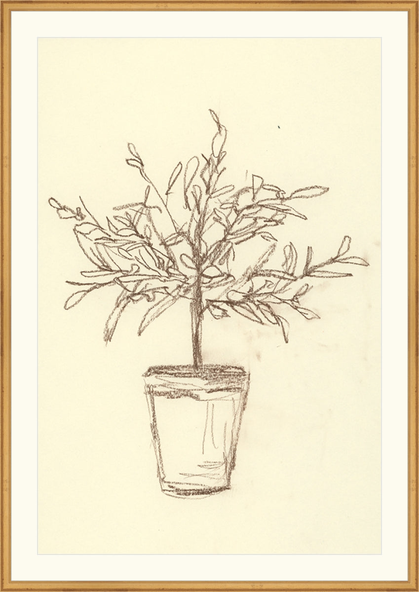 Olive Tree Sketch