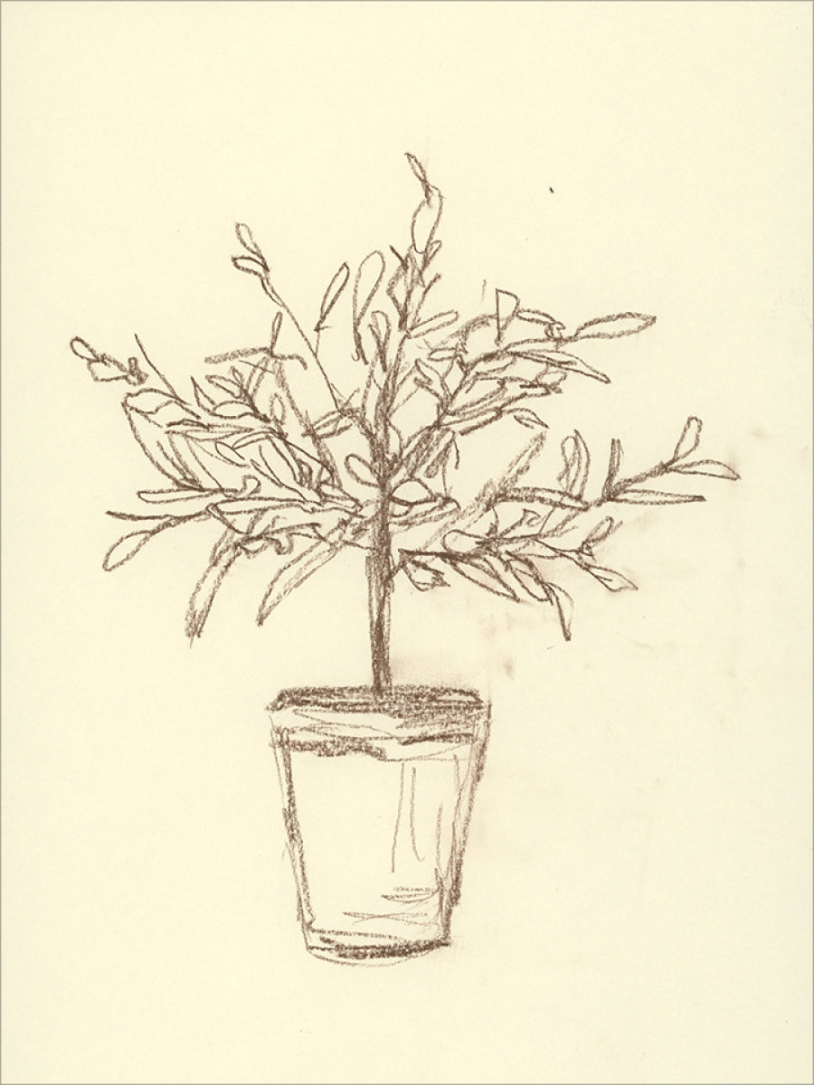 Olive Tree Sketch