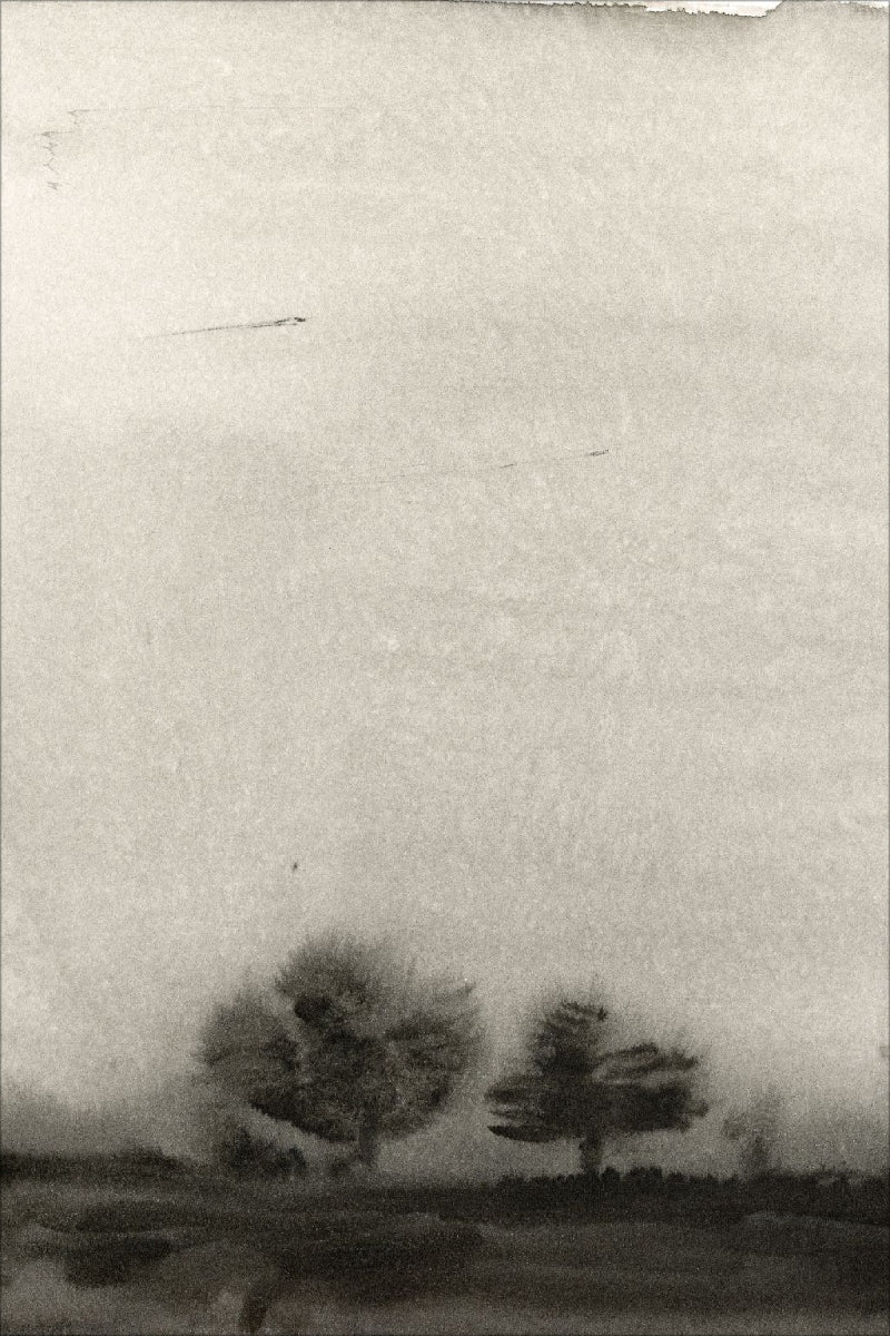 Trees In The Mist
